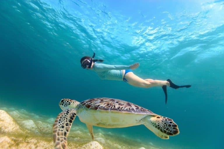 Swim with Turtles